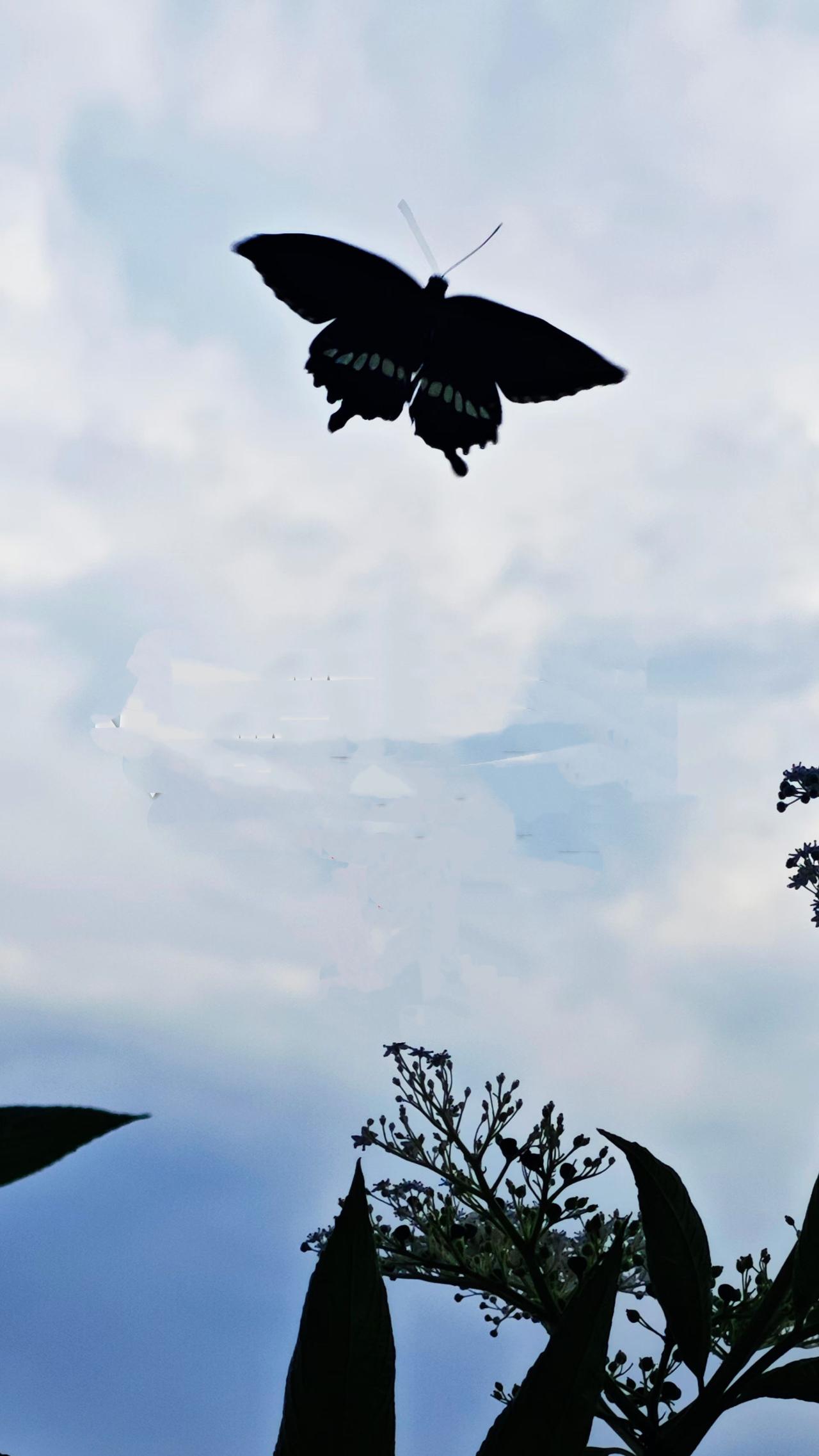 （原创）
灰蝶来咯……