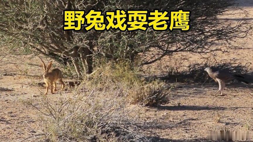 看到老鹰不跑 还玩上了.这绝对是一只 老野兔哇......凤凰新闻【为了躲避老鹰