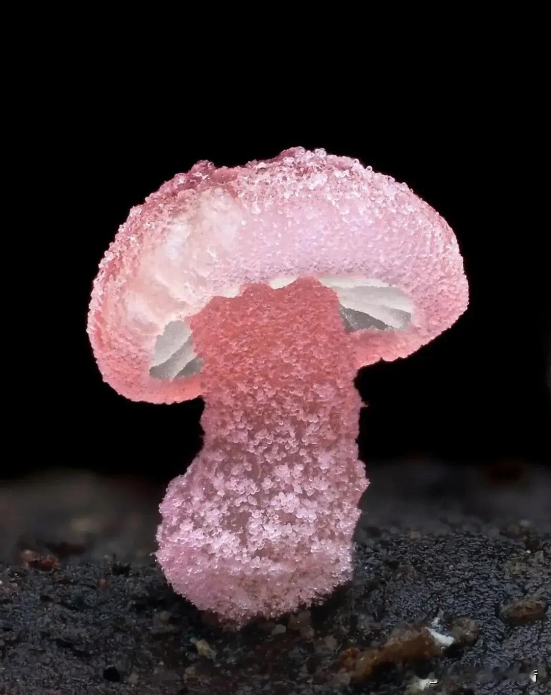 你见过比米粒还小的粉色蘑菇吗？

去年，新西兰摄影师杰伊·利希特发了一张照片，一