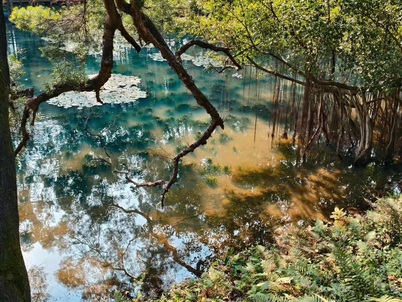 广州麓湖公园的景致，宛若一幅徐徐展开的水墨丹青。湖面如素笺平铺，百年古榕虬枝临水