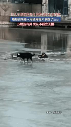 万物皆有灵，这只狗狗真的太暖心了！在天津，一位大爷带着狗狗出门散步，看到湖面结冰