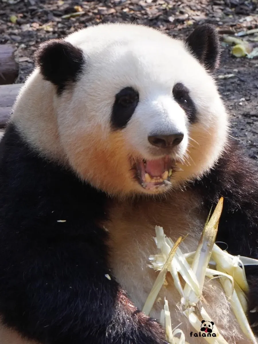 花花：嗷呜一声！含糖量1000000%