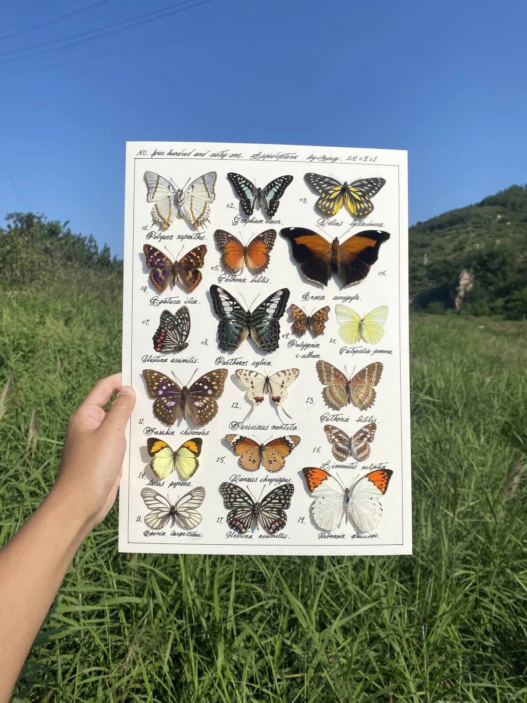 一幅阳光下的蝴蝶标本作品