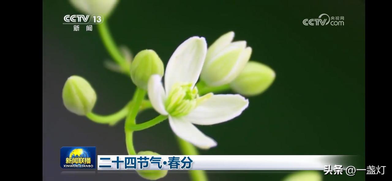 春分节气祖国美景