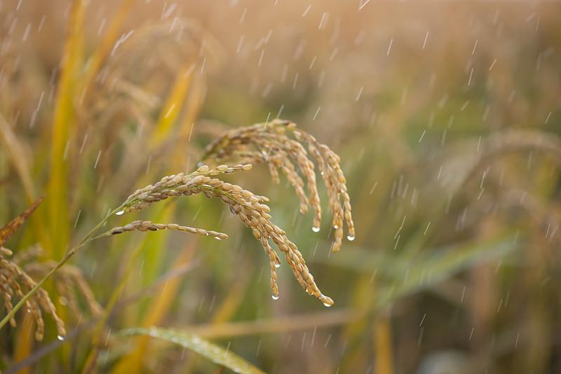 老话说：一场秋雨一场寒，十场秋雨要穿棉。
这句话可不是顺口编的。老祖宗发现，每下