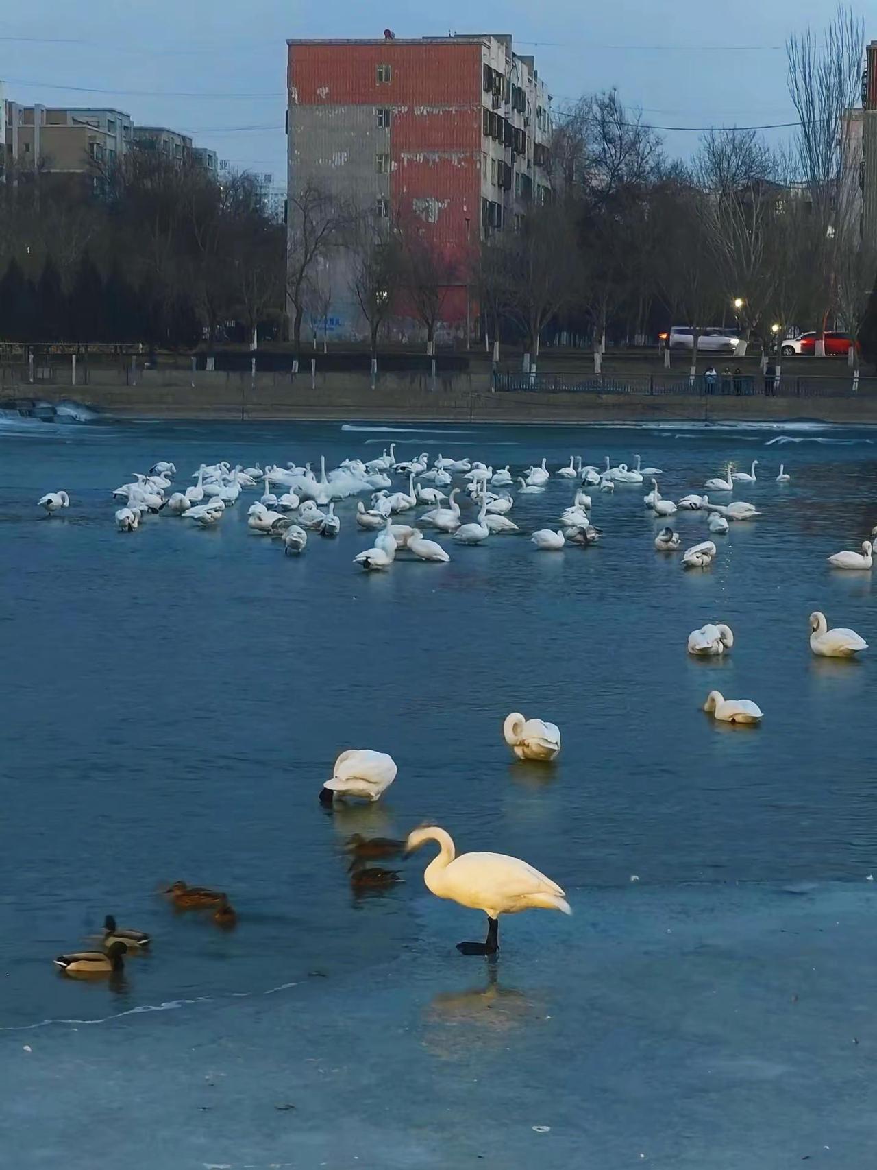 定格野生天鹅浪漫雅致。