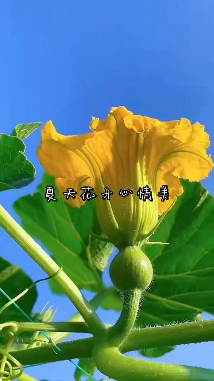 夏天花开心情美。