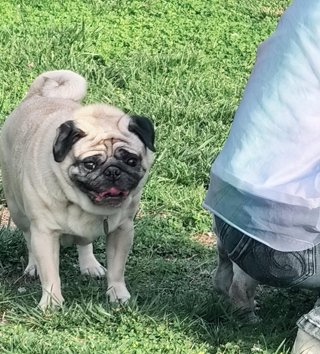 今天散步的时候，遇到三只巴哥犬。长的一模一样。挺萌，本想拍几张照片，巴哥犬好像挺