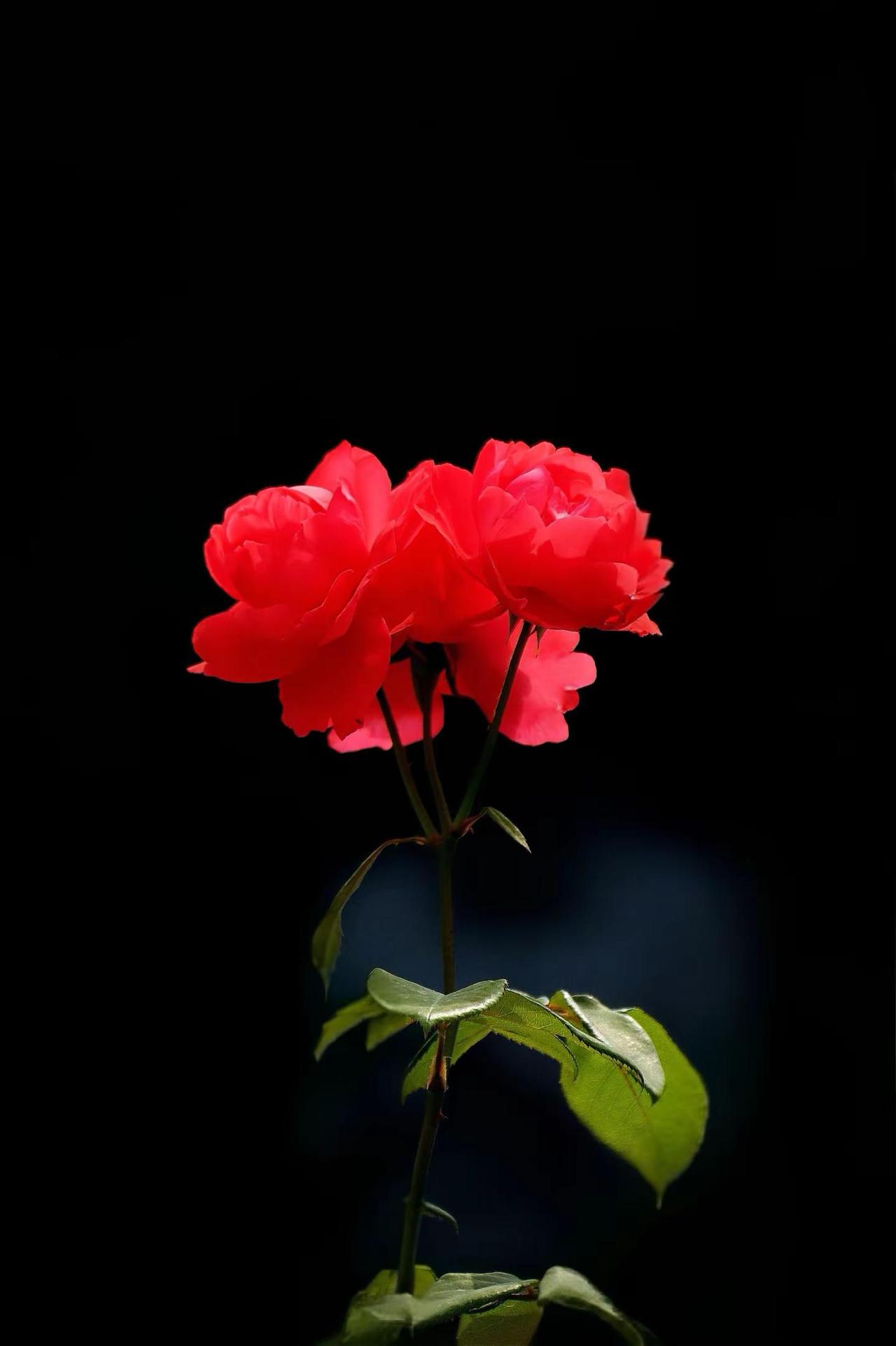花儿美不美。红色玫瑰月季 花之诗意 原创花草摄影 治愈系月季花
