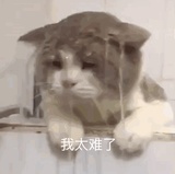 小琴爱聚影视剧