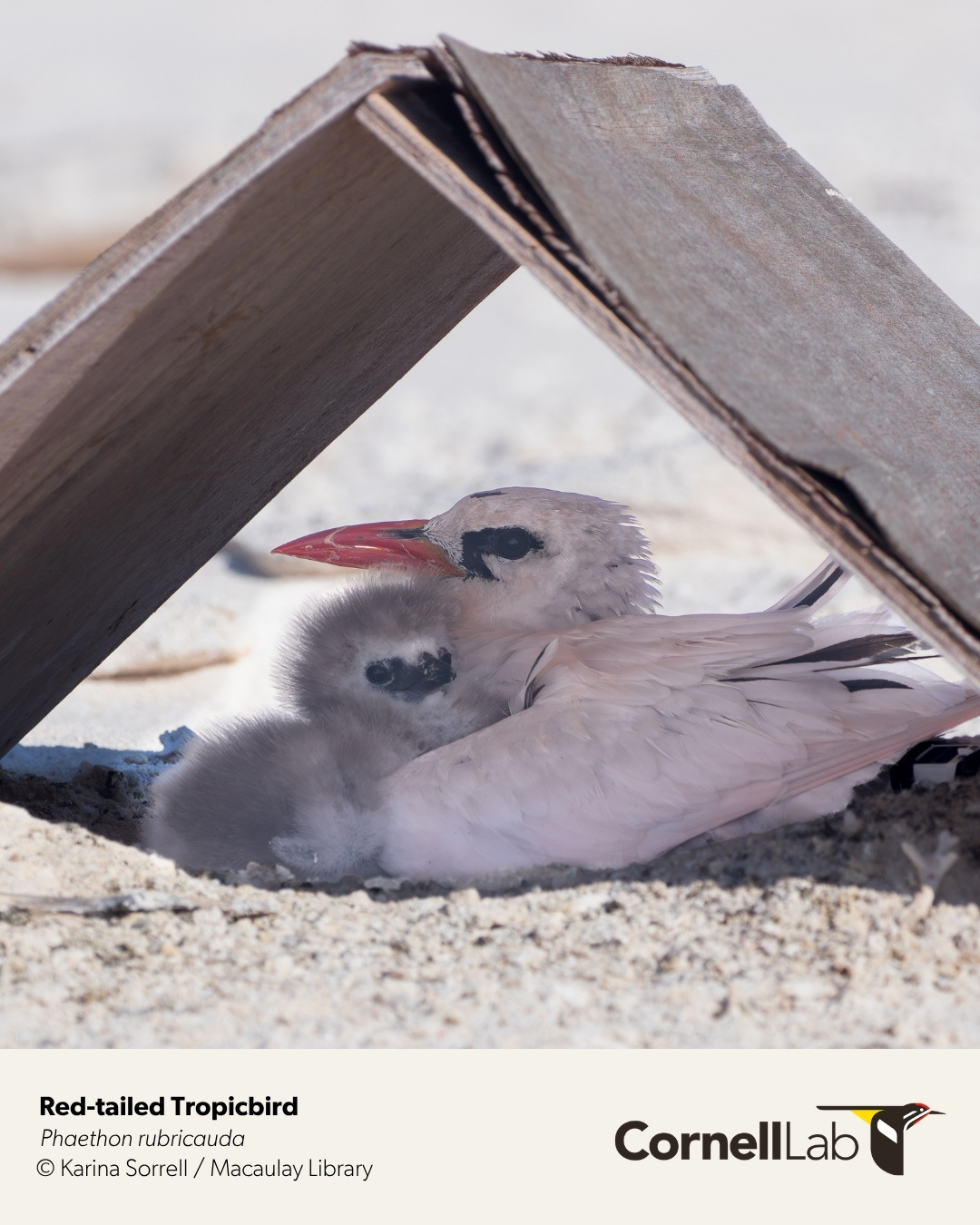 红尾鹲的幼鸟真的很搞笑和成鸟判若两鸟~宝宝你是一块萌萌的霉豆腐【ins：corn