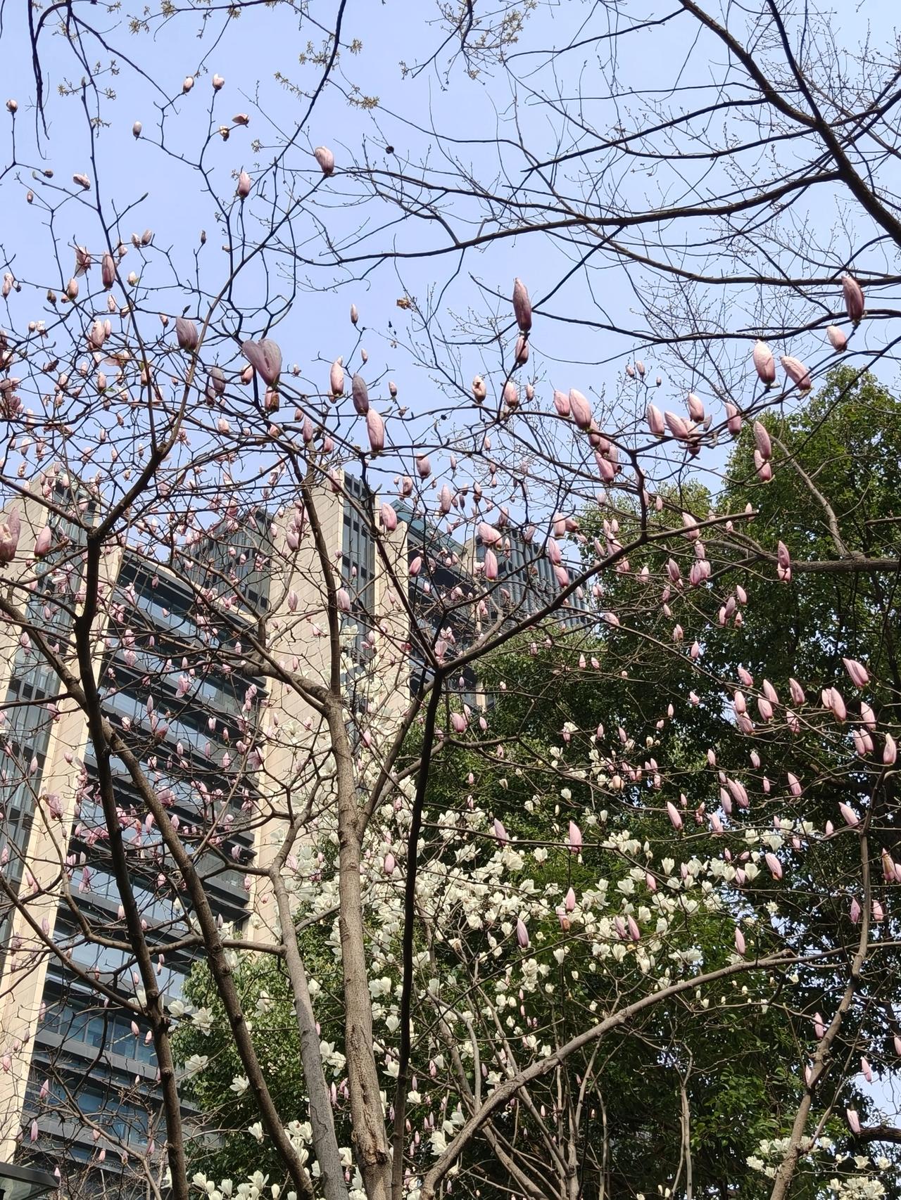 当昼夜均分春色，当苍龙初醒抬头，2026年最温柔又最有力量的日子，翩然而至。
