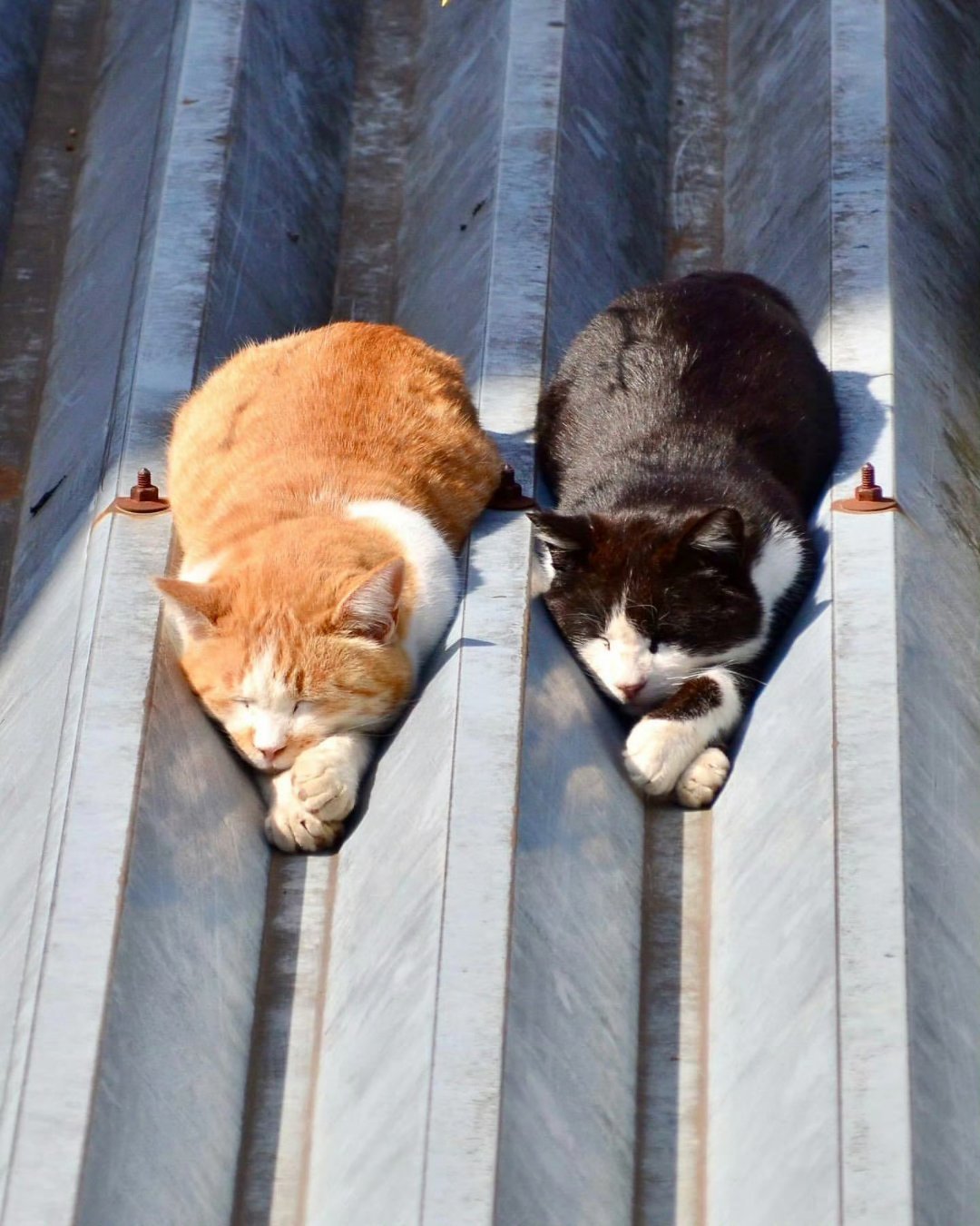 总能被小猫治愈 ​​​