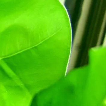 ‎种植 🍃滴水观音的种植方法1. 光照：滴水观音喜欢充足的散射光，但不耐直射阳