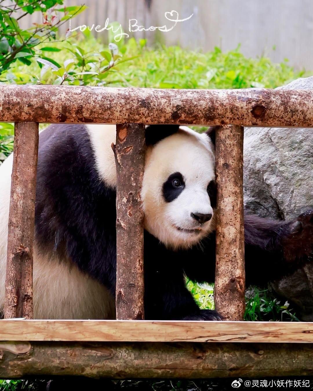 又是幸福的一天，福宝有了大椅子和大秋千～ 