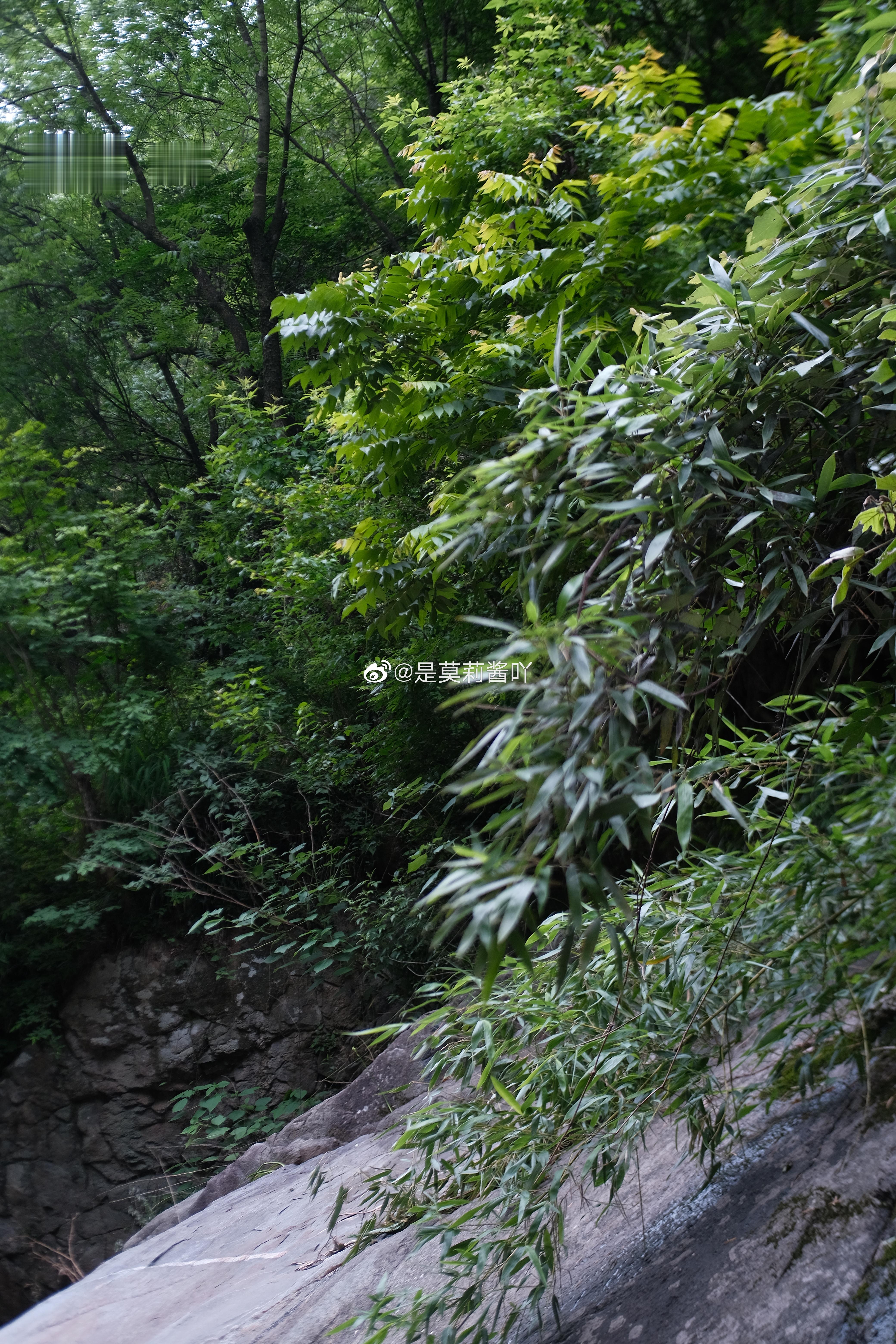 夏天当然要玩水啦想了很多次一定要找一处喜欢的地方露营这次在大别山寻到一处秘境🍃