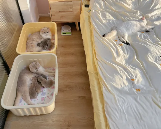 猫舍到底招惹谁了？