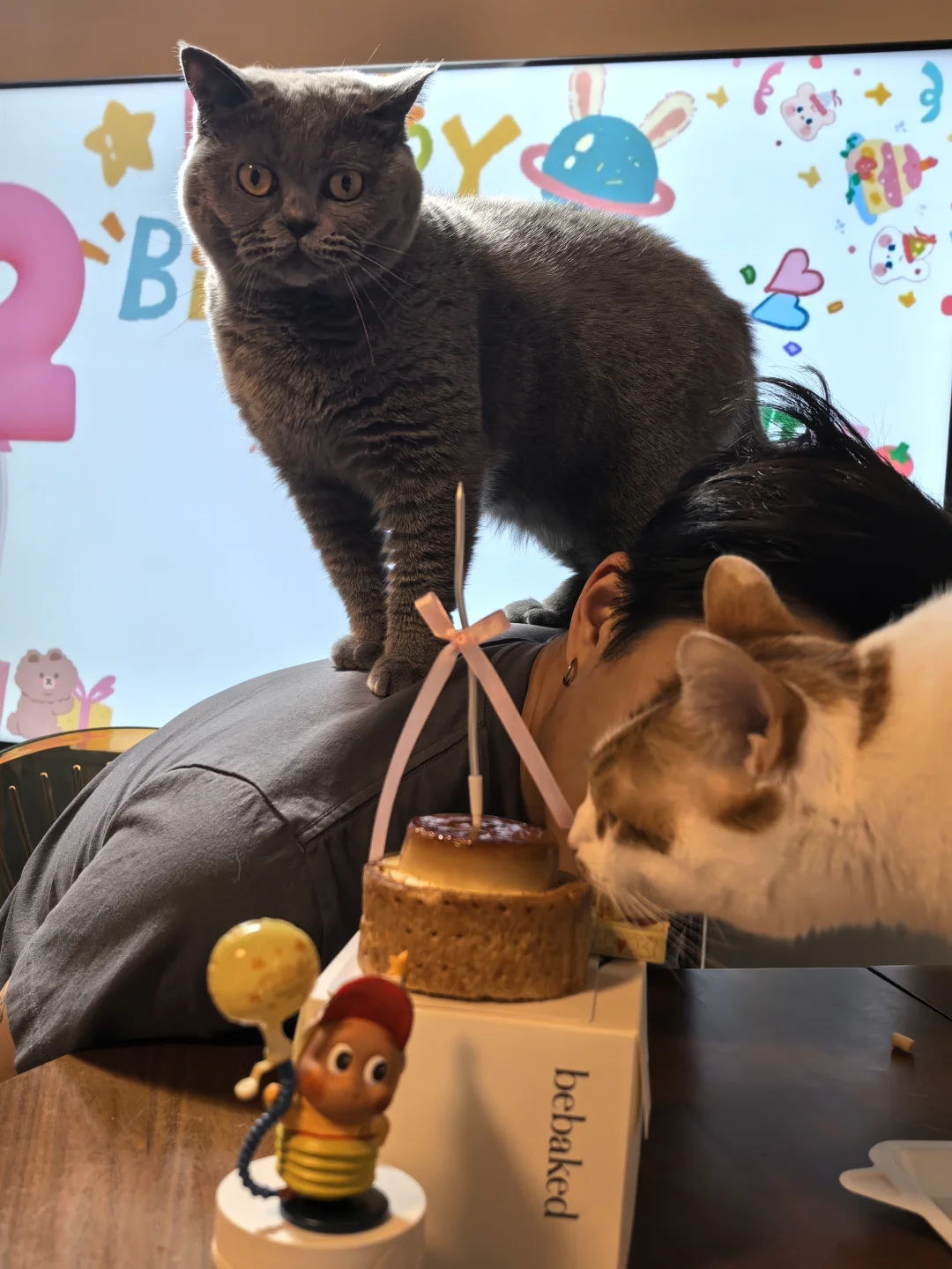 2岁 10斤 德文胖猪