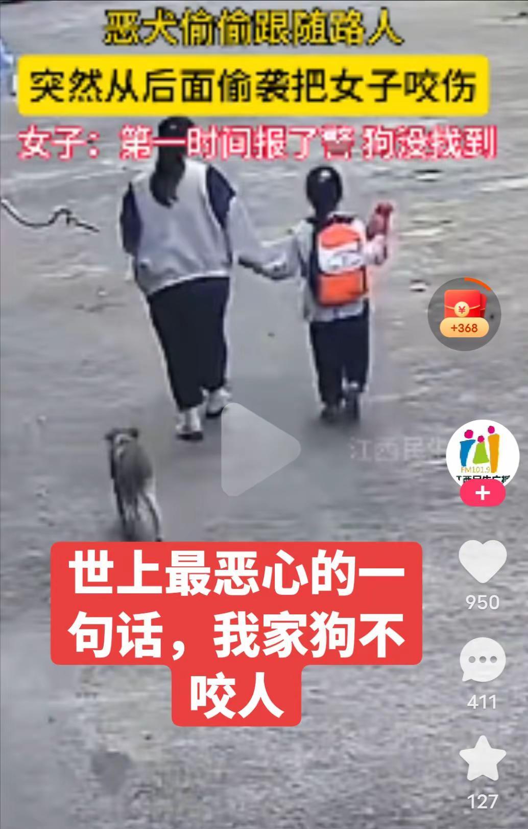 狗 狗流浪狗