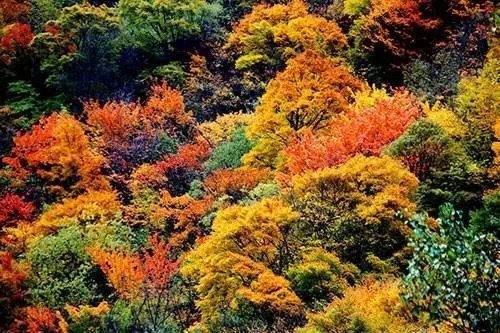 四川·米亚罗的红叶是独特的，紫红、粉红、橘红、金红、黄绿、棕红、褐红、鹅黄、草绿