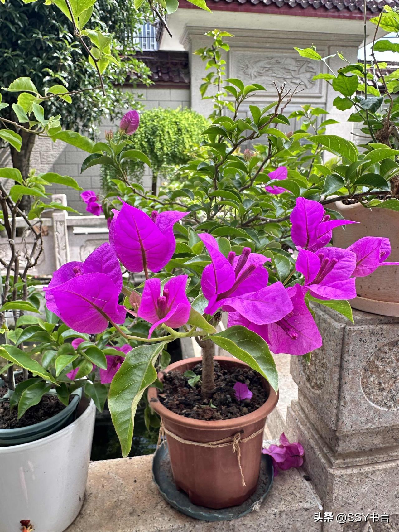 不与百花争艳，三角梅自守一方绚烂，惊艳了时光。
