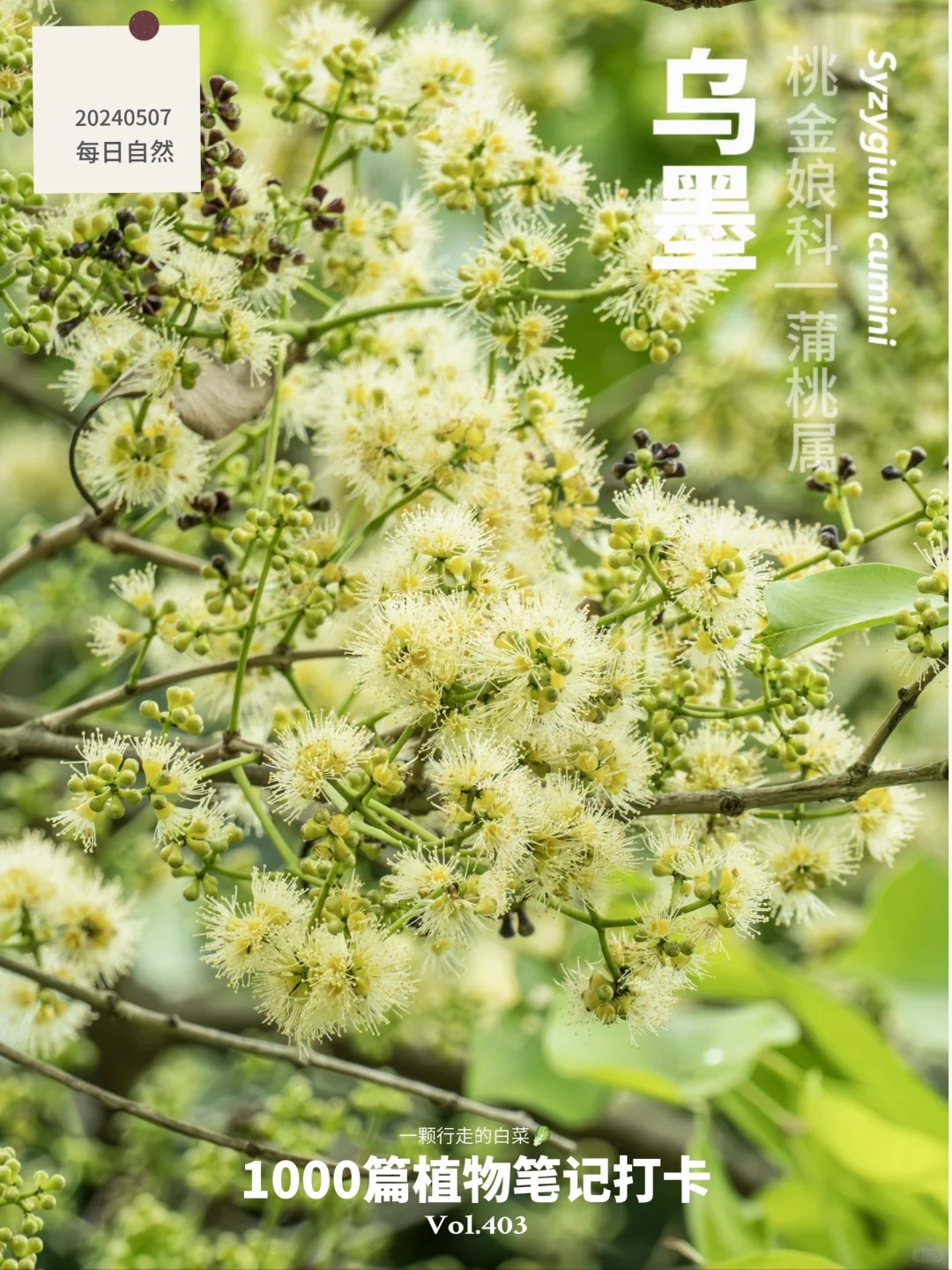 植物笔记403 | 小心！乌墨的果实即将成熟