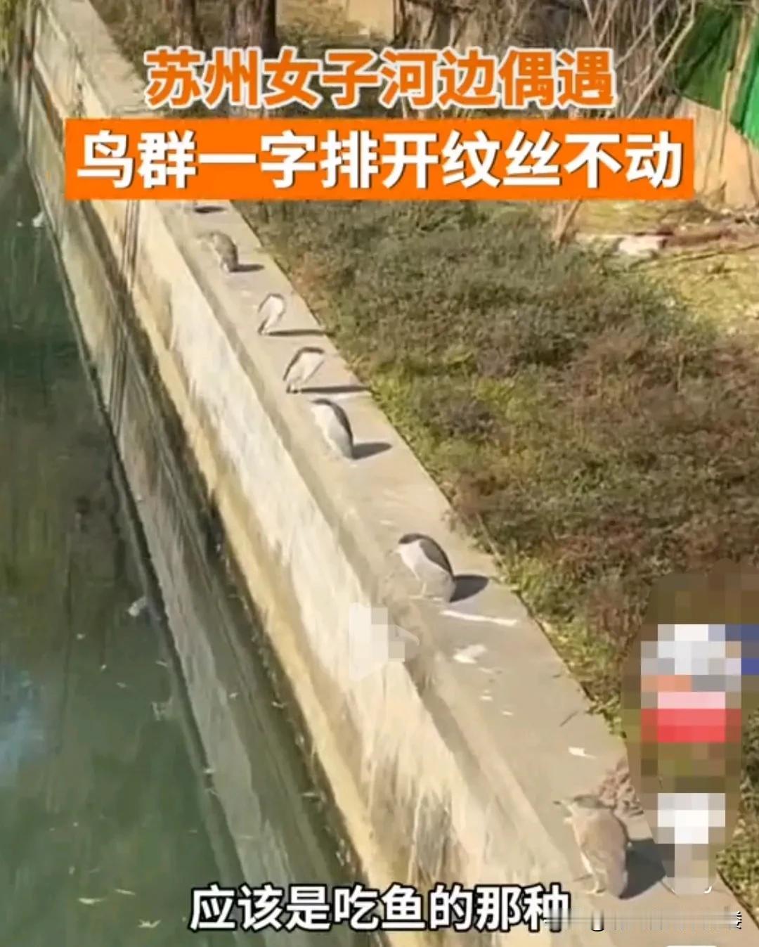 苏州，女子去饭店吃饭的路上，看到一群鸟在河堤上，一字排开，一动不动，两只眼睛静静