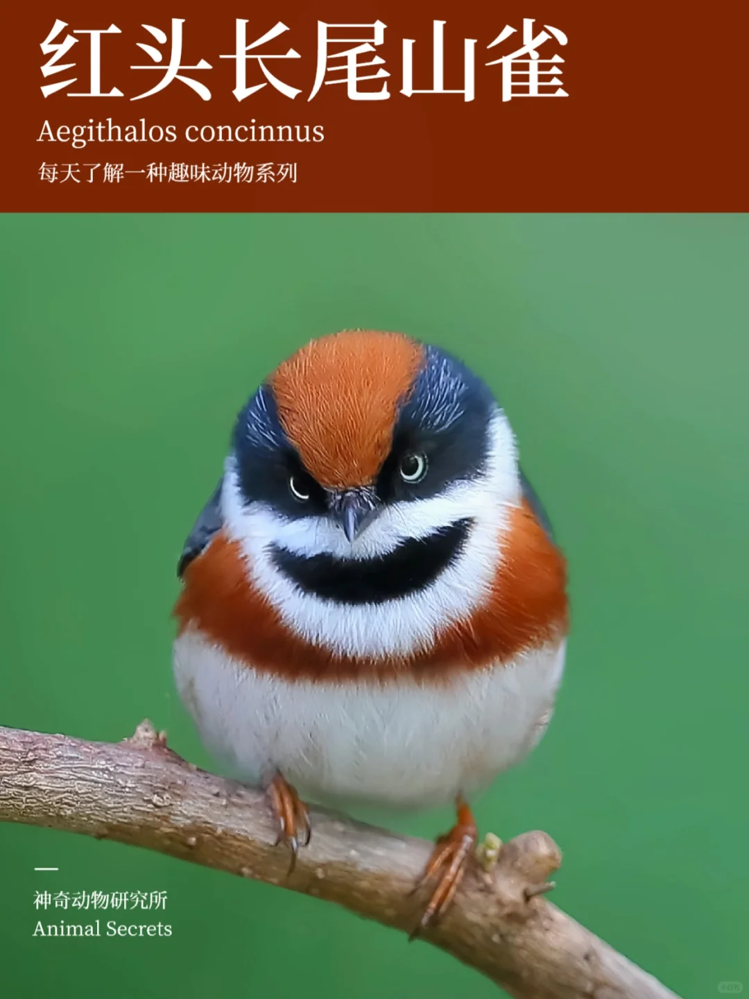 每天了解一种趣味动物👀红头长尾山雀
