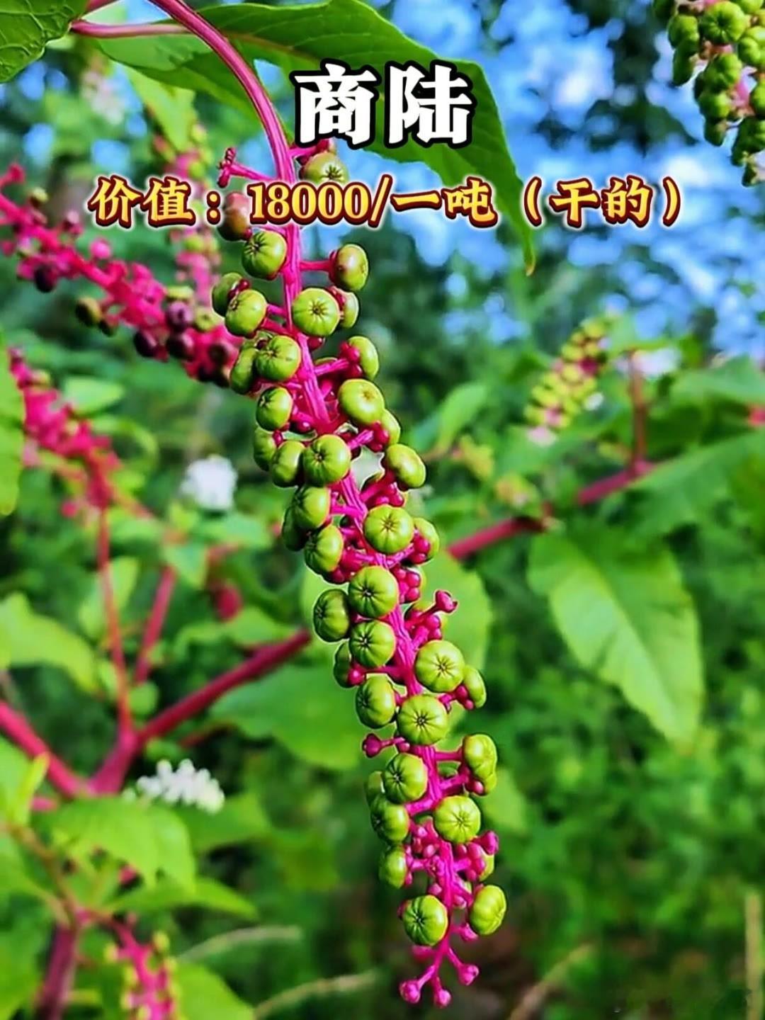 《中国十大罕见药材》 