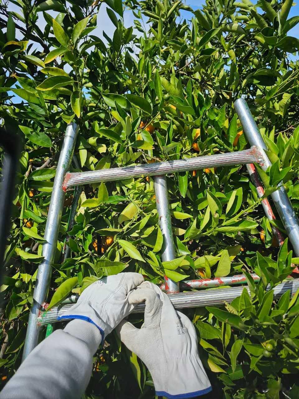 [彩虹]背上行囊，去澳洲开启一场边旅游边打工的奇妙之旅，既饱览了澳洲旖旎的风光，