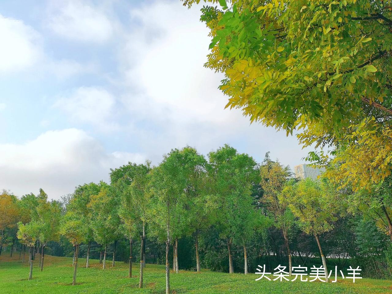 上几天我回老家，下车的一刹那时间，满眼的小菜园，都是公公种的，大葱最多，还有小油