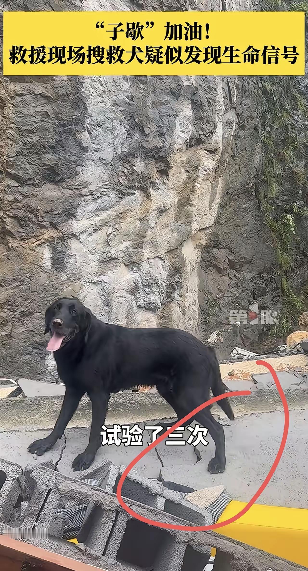 搜救犬立大功了！
一只叫“子歇”搜救犬，
发现重庆山体垮塌的一个废墟下面，
可能