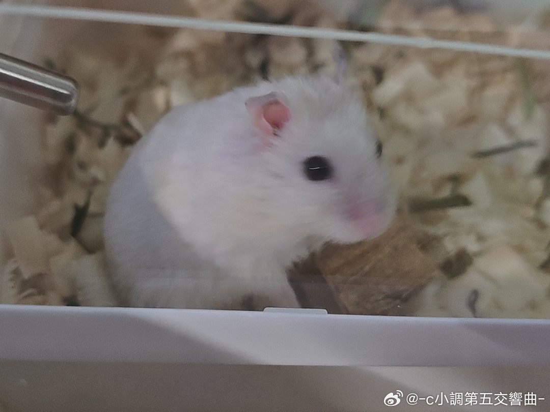 这和超人气唇炎小猪有什么区别🥺 