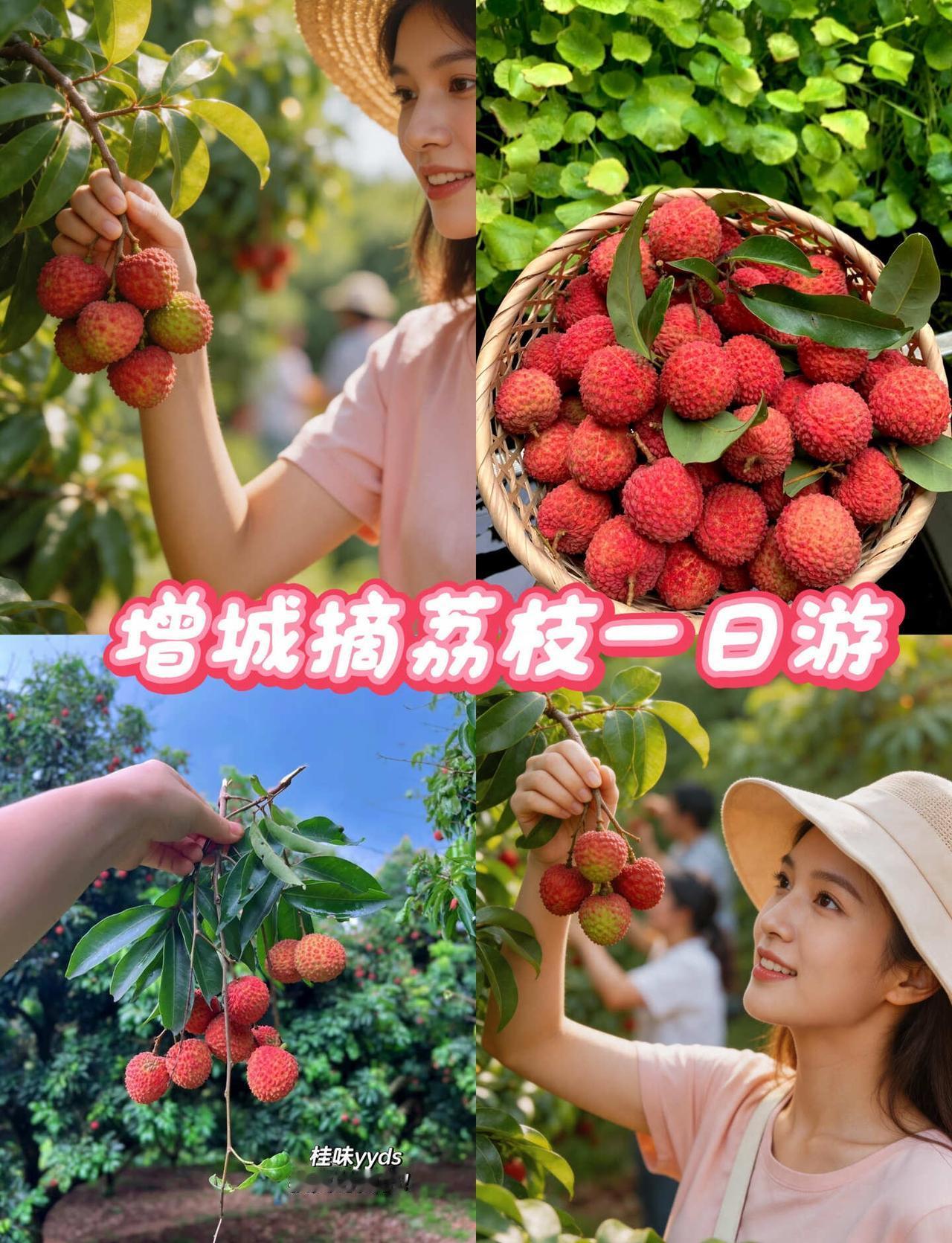 2026荔枝季，广州摘荔枝攻略！实现荔枝自由😋
周末出游
必冲中国荔枝之乡增城