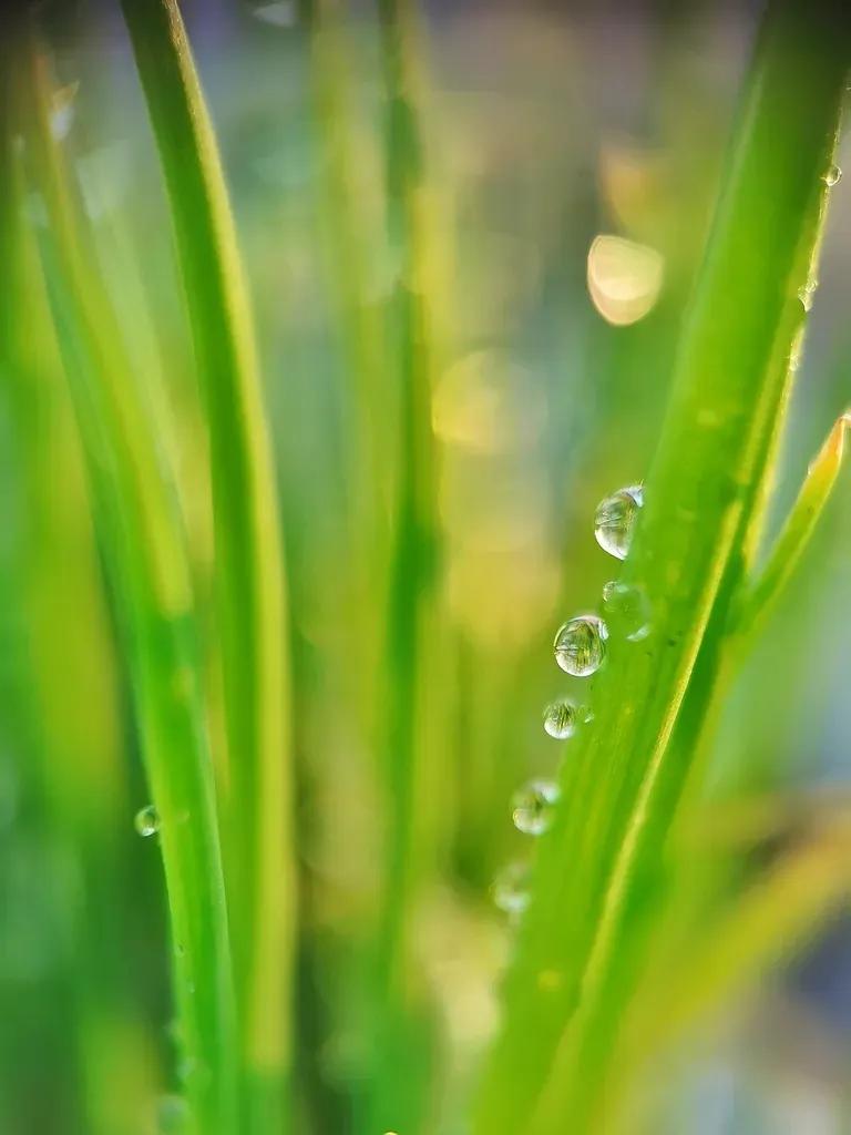 春雨绵绵，如丝如缕，轻拂过苏醒的大地。滴答声中，万物悄然萌动，生机勃发。这是春天