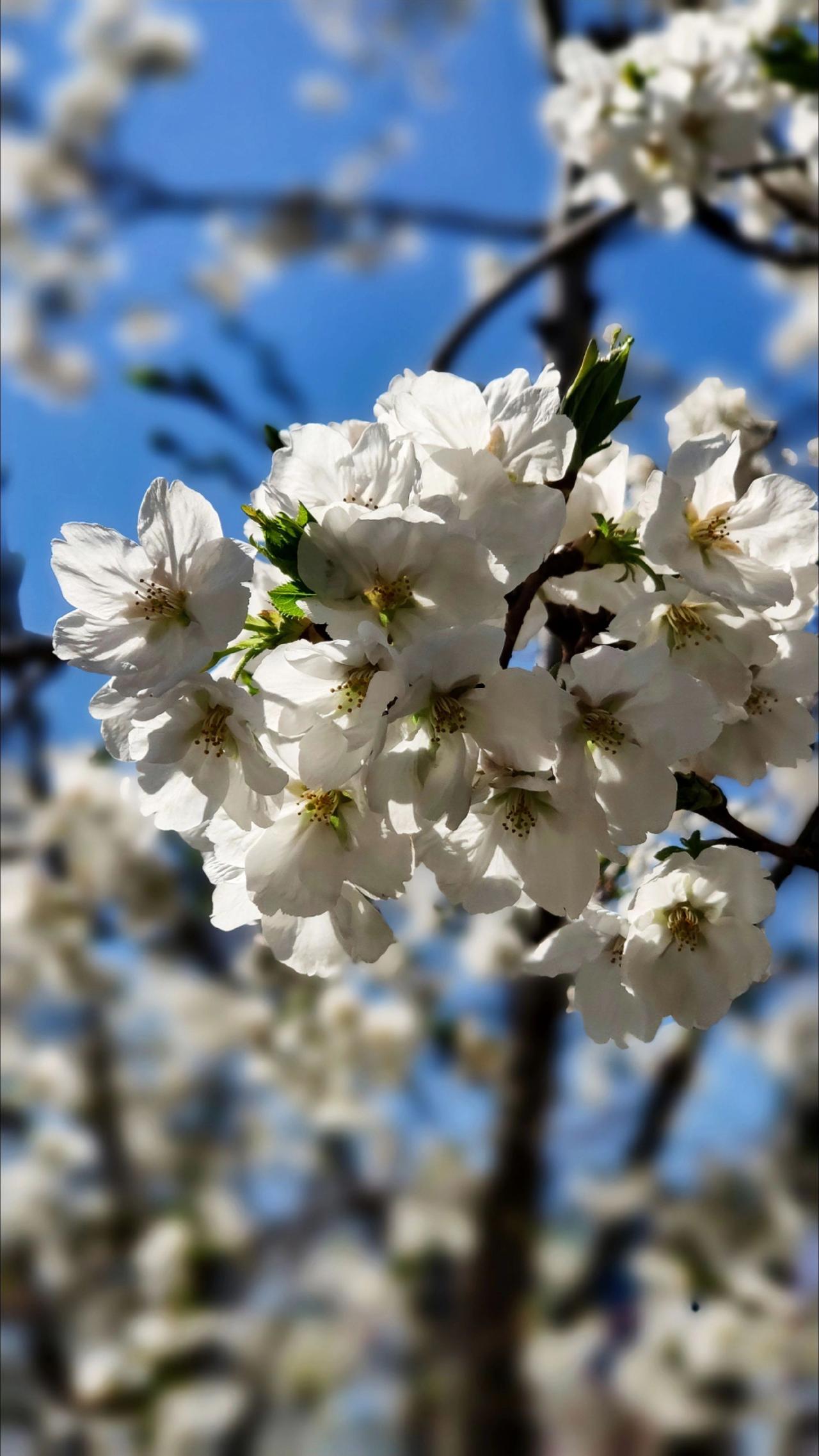 凑了好几天的广场樱花剧照春暖花开奔你而来