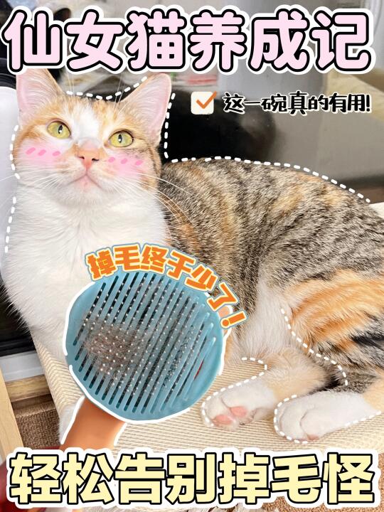 换季掉毛猫怎么破？这一碗真的有用！