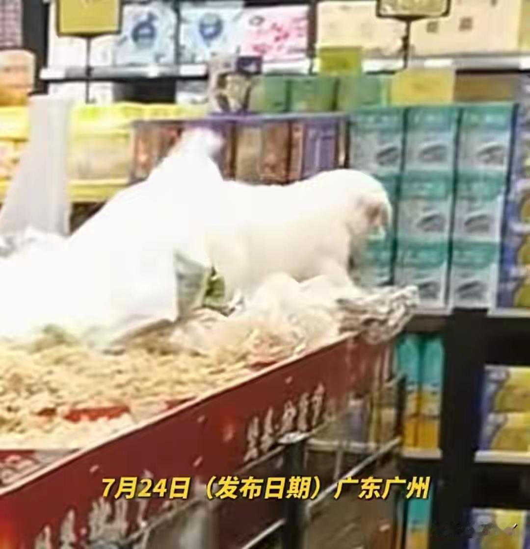 把狗放在了超市散装花生堆上！你怎么做得出来？
    事发广东。一名女子带着狗逛