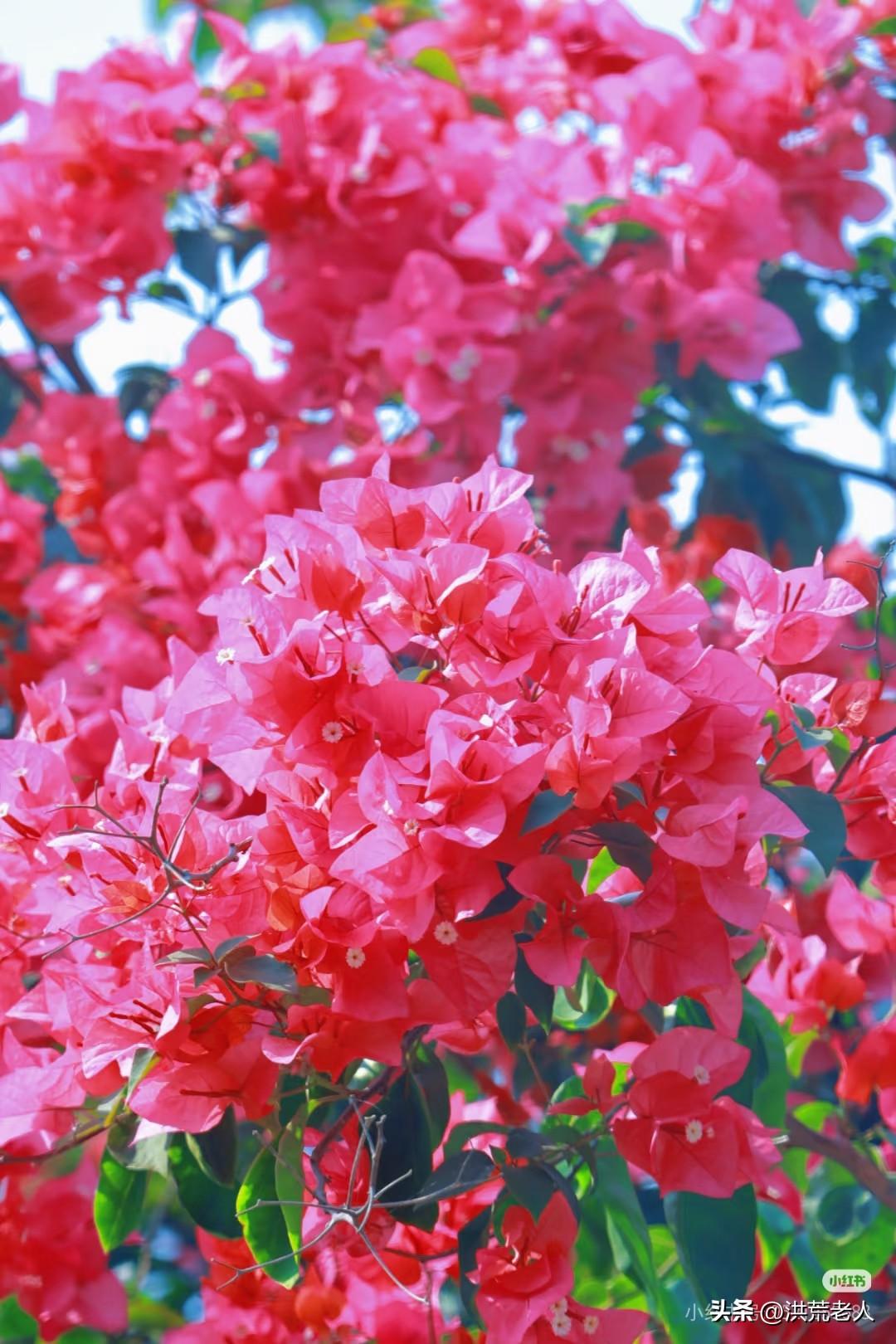 一张图证明夏天来了夏天来了，万物复苏，百花齐放，鸟语花香。