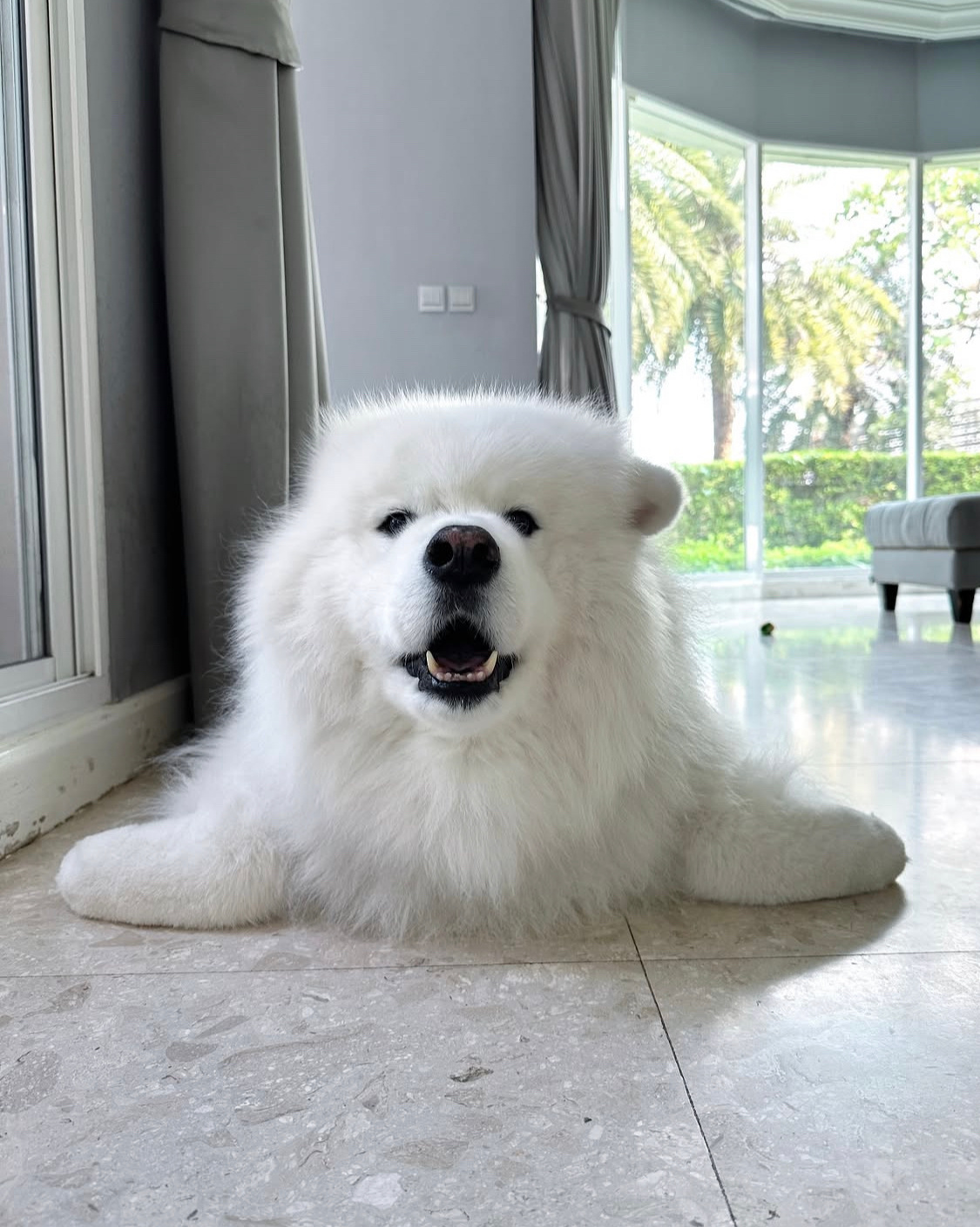 正在cos海豹的萨摩耶 ​​​