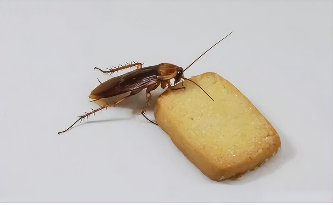 为什么那个卖国作家还能在公众面前招遥过市呢？真让人费解，明明就是西方在文化领域损