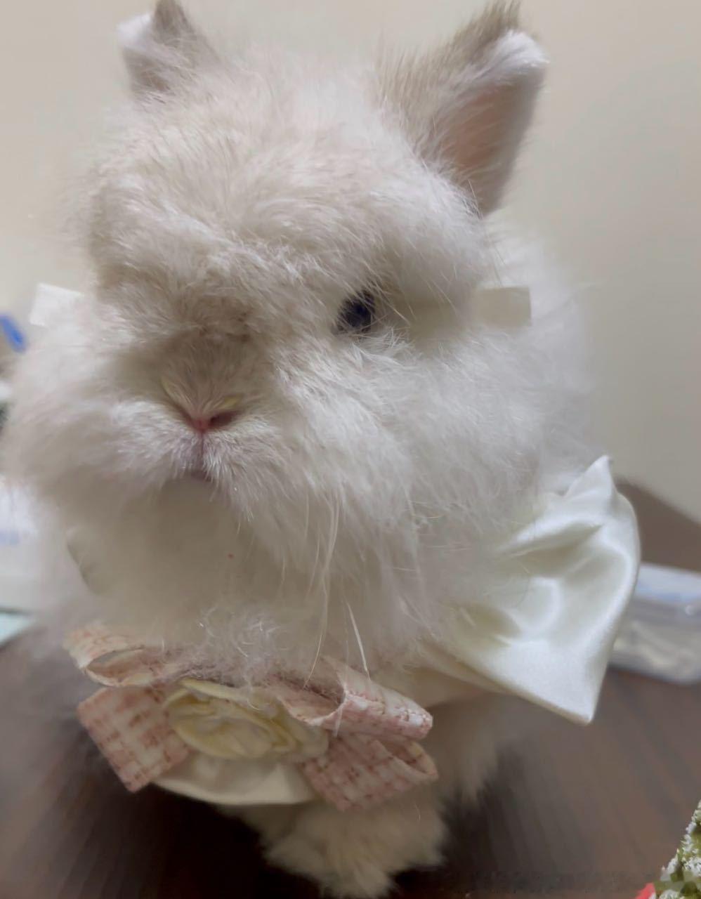 15281🐇🍰【生日】抢走所有人的蛋糕 ​​​