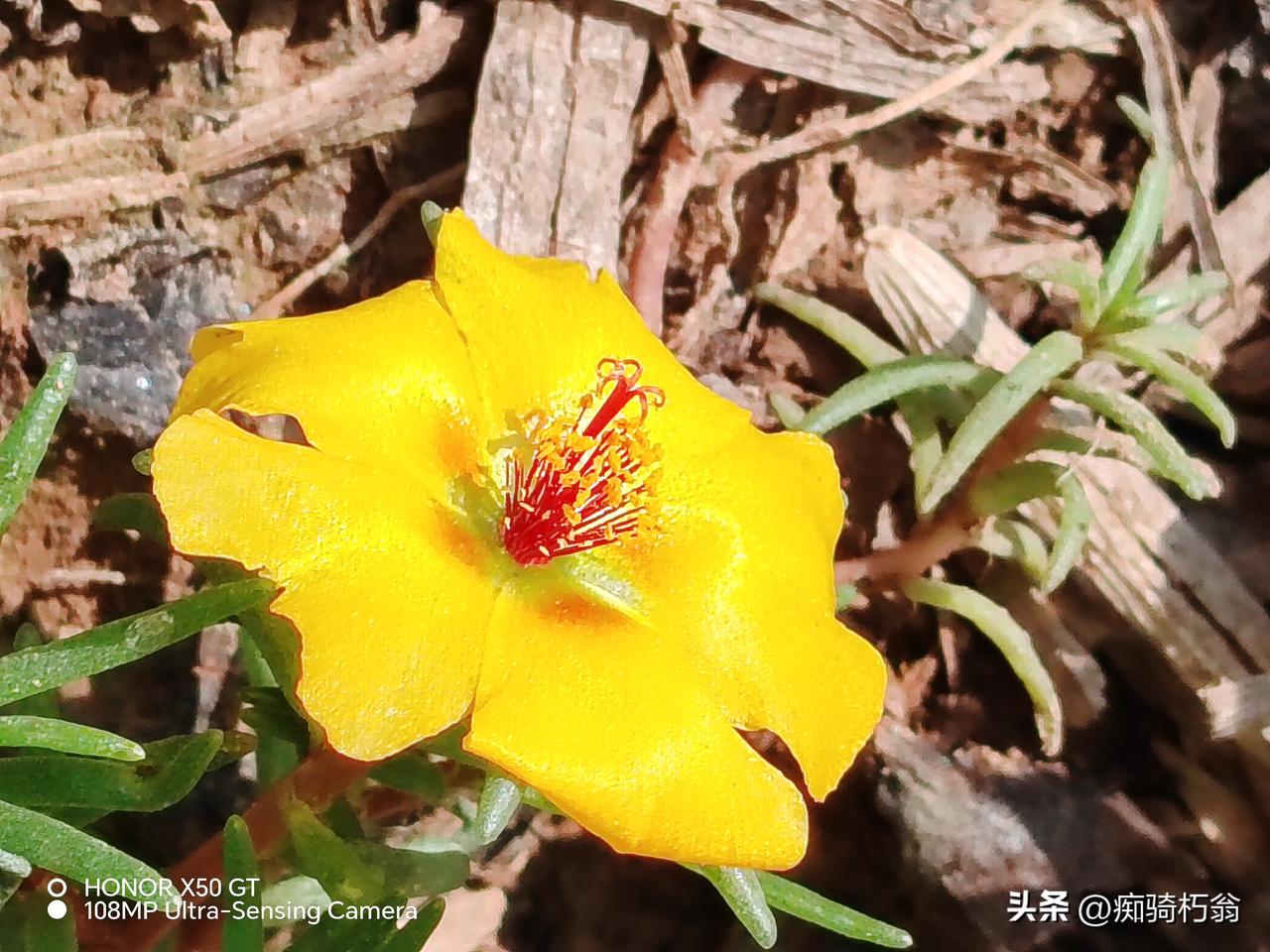 非常妖娆妩媚的太阳花！