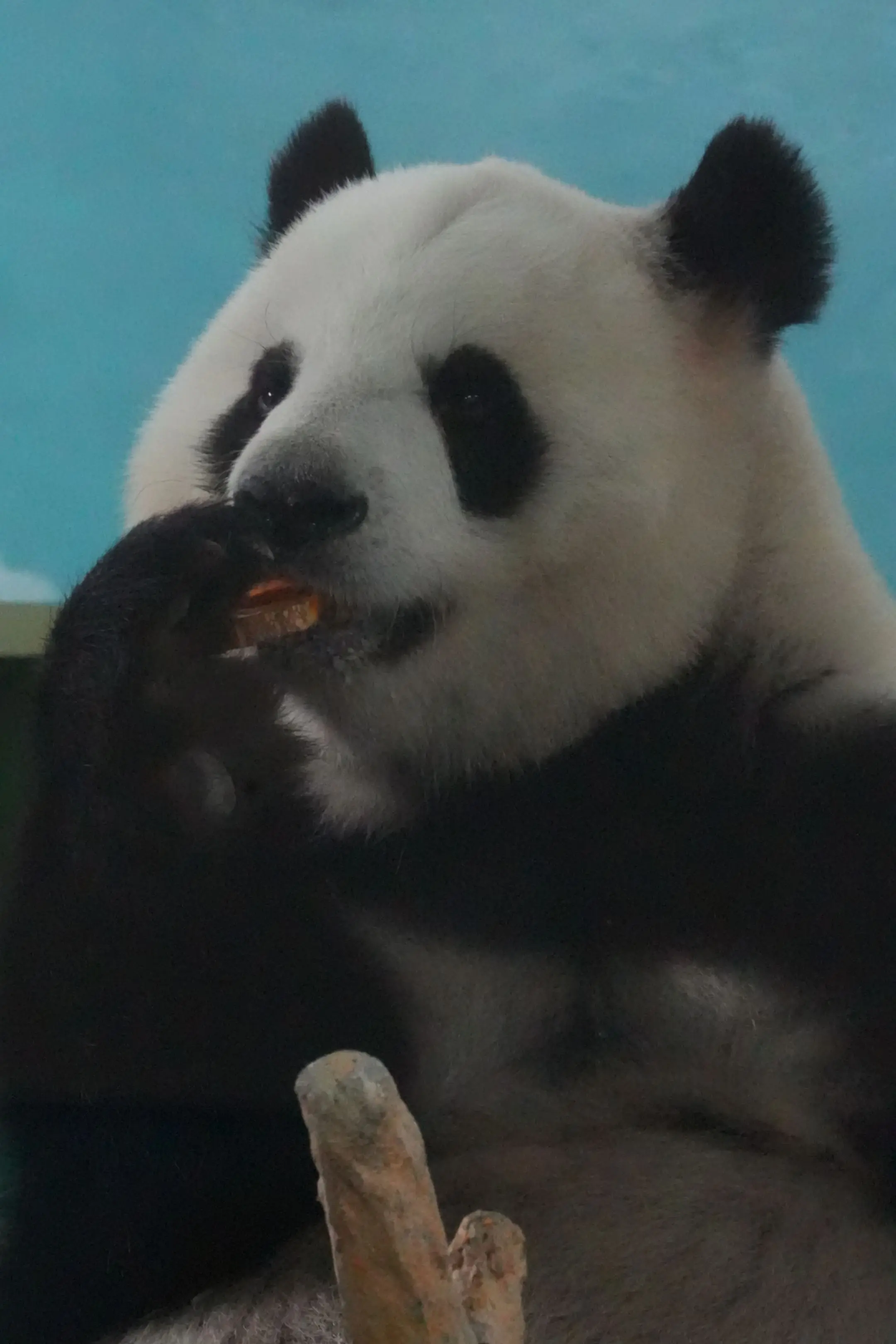 今天也是暴走的一天。