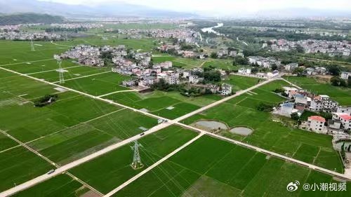 【遂川枚江高标准农田绿意盎然 】5月20日，遂川县枚江镇高标准农田绿意盎然，秧苗