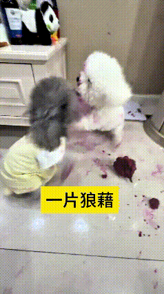这俩小狗真是能折腾，为了抢火龙果打得不可开交。火龙果颜色还容易掉色，红汁沾满一身