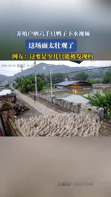 养殖户晒六千只鸭子下水视频，这场面太壮观了。
来源：730038136。
网友：
