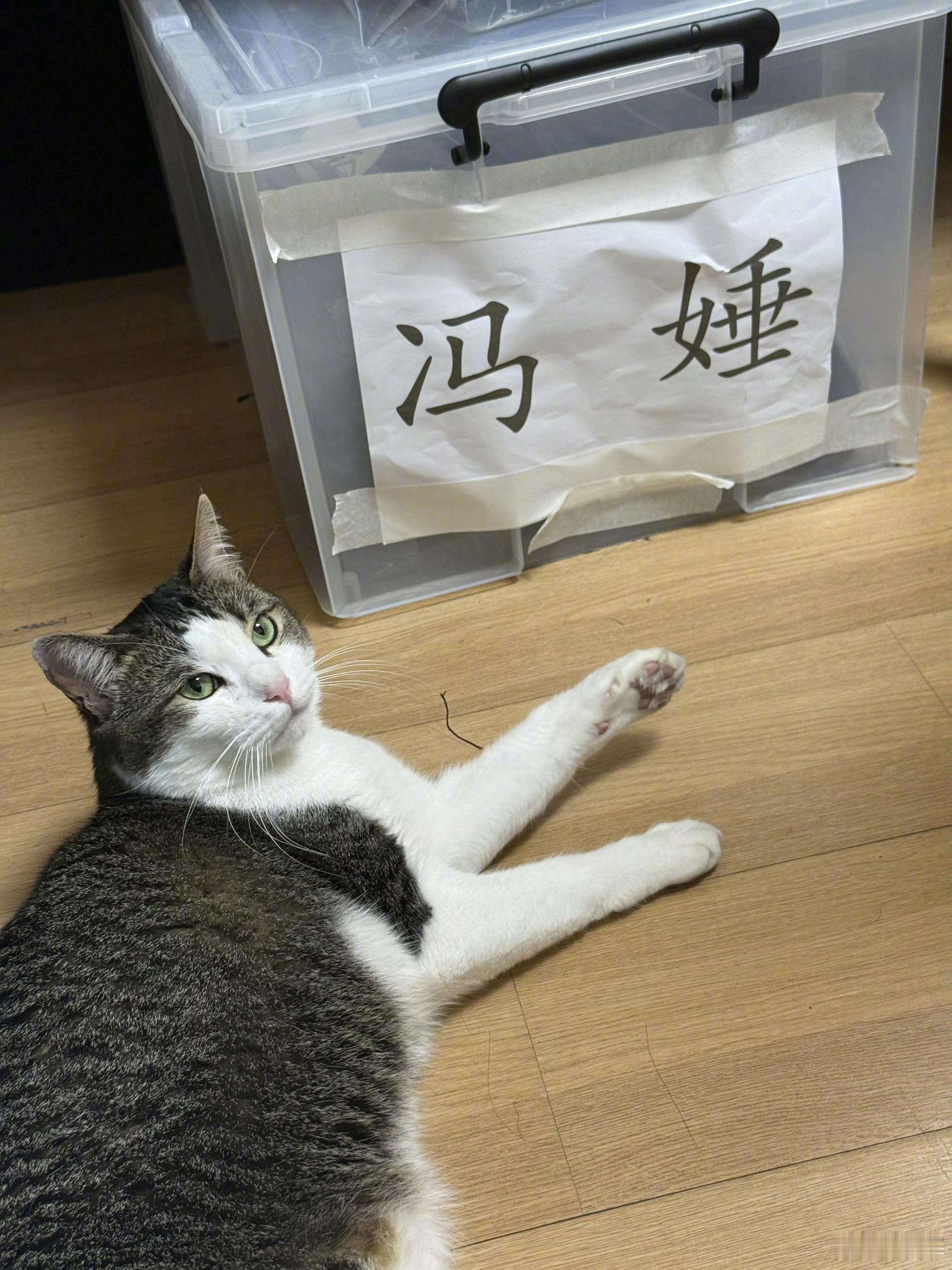 杨幂芒种晒水果和小猫小幂、小猫和姑姑冯娷，好温馨的画面期待女本位正剧《江山大同》