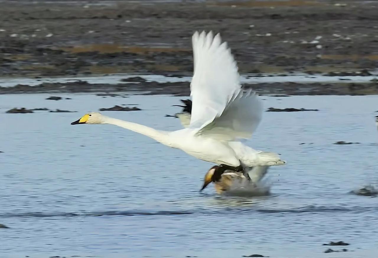 白天鹅起飞，震撼瞬间连拍。