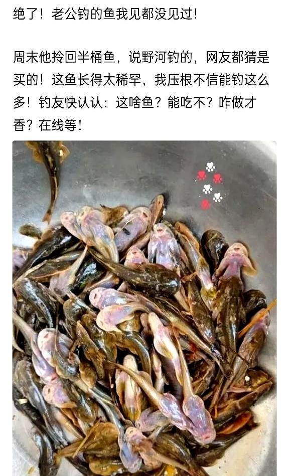 老公野钓拎回半桶怪鱼，我下巴差点掉地上！

周末他乐呵呵地从野河边回来，献宝似的